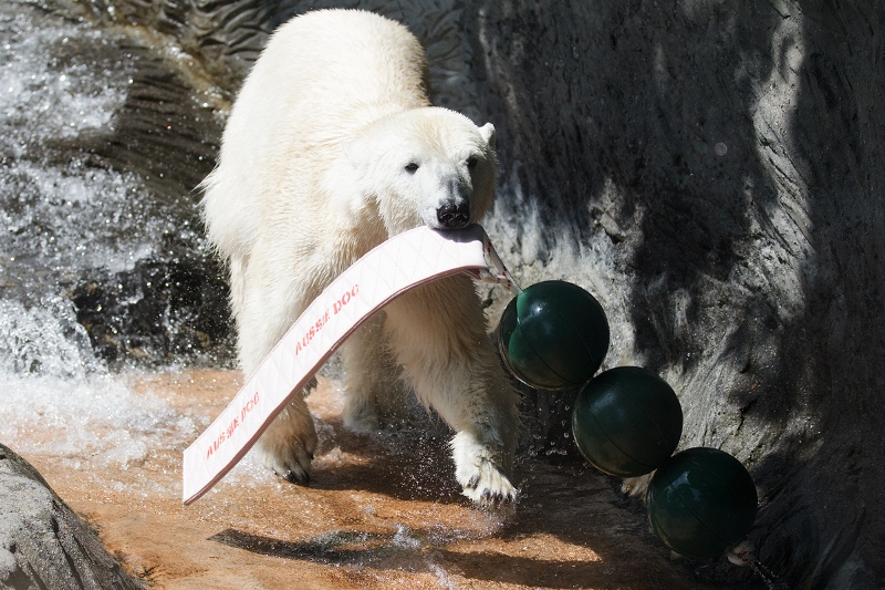 Singapore Sling, foto (c) Archiv Zoo Praha